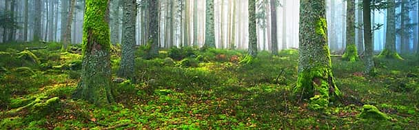 les forêts d’Alsace, dans la région Grand Est en France