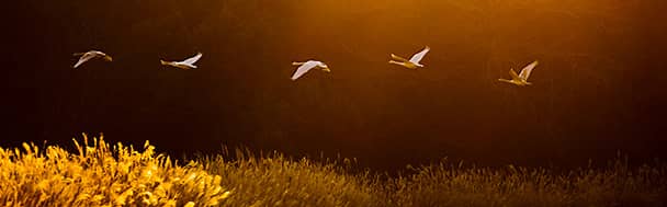 Singing swans- Cisnes cantores- Cigni Cantanti