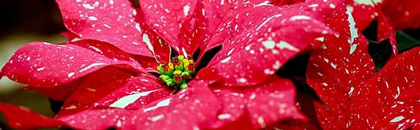 Flor de Pasqua - Christmas flower - Poinsettia (Euphorbia pulcherrima)