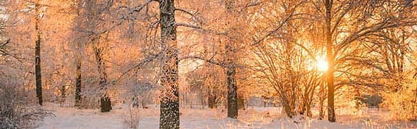 In Sweden, the December dawn has a special light