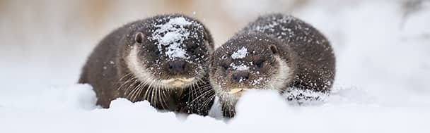 Eurasian otter with its calf, Estonia