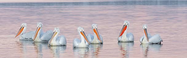Throughout the season, pelicans change their appearance