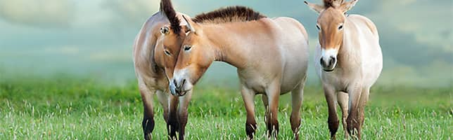 Przewalski's horse is the last known truly wild horse