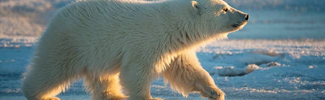 El oso polar es uno de los grandes símbolos del Ártico