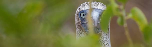 blue-footed booby in the Galapagos Islands, in Ecuador