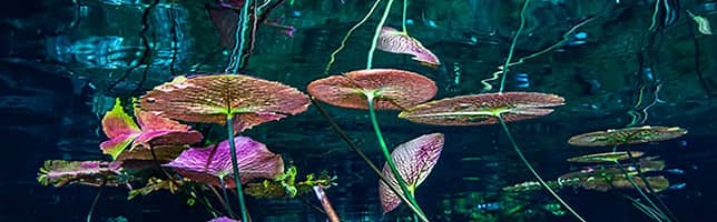Water Lilies at the Gran Cenote, Tulum, Mexico