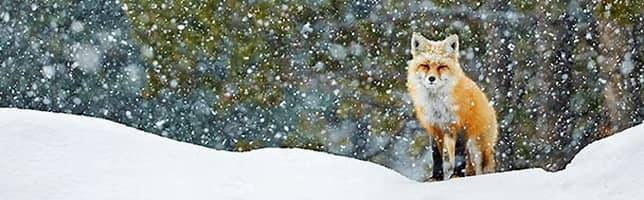 Red fox - Zorro rojo - Volpe rossa