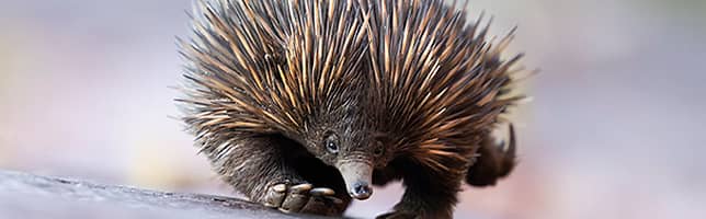 Short-snouted echidna